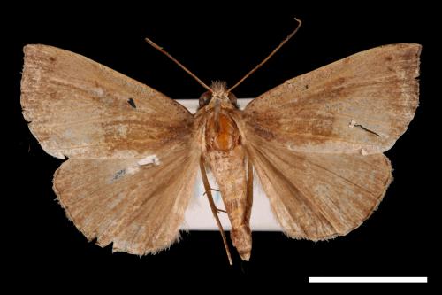 Hypena iconicalis[00009792]