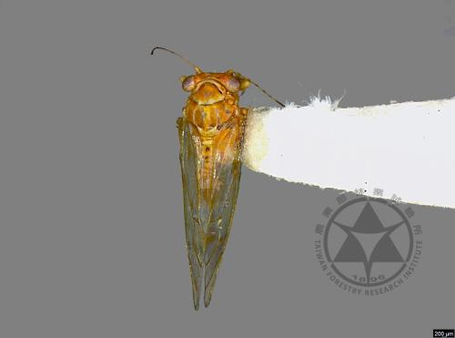 <已分類>Family：Psyllidae[木蝨科][00076455]