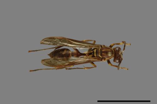 Parapolybia nodosa[叉胸異腹胡蜂][00078688]