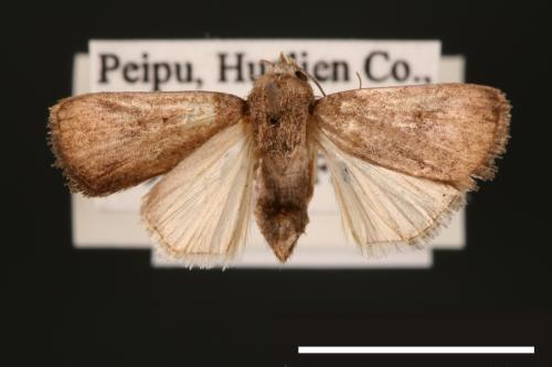 Athetis cognata[00003203]