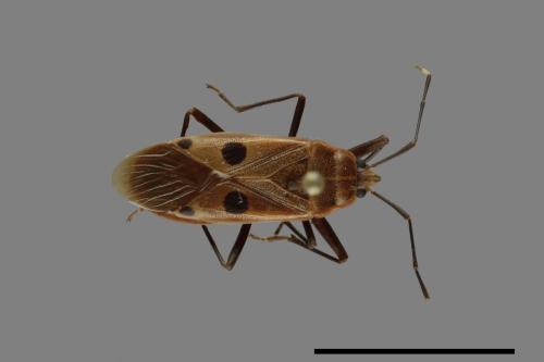 Physopelta quadriguttata[00040921]