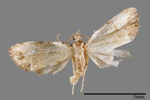 <已分類>Family：Noctuidae[夜蛾科][00008330]