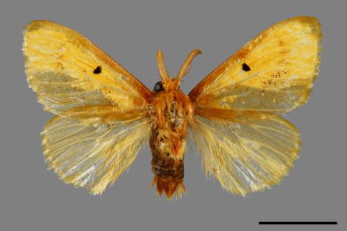 Euproctis nigricauda[00059515]