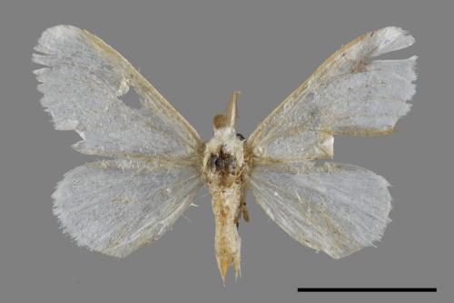 <已分類>Genus：Euproctis[00051087]