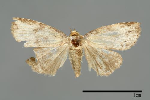 Bryophilina mollicula[00009476]
