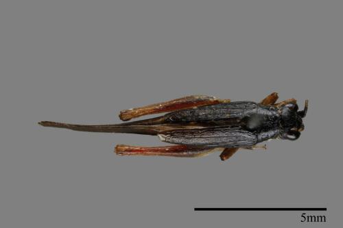 <已分類>Family：Trigonidiidae[草蟋科][00048304]