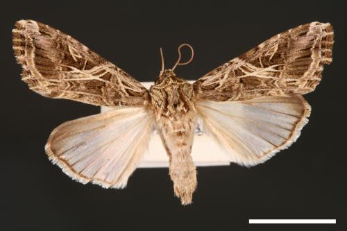 Spodoptera litura[斜紋夜蛾][00002859]