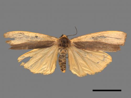 Agylla divisa[梯雙分華苔蛾][00044069]