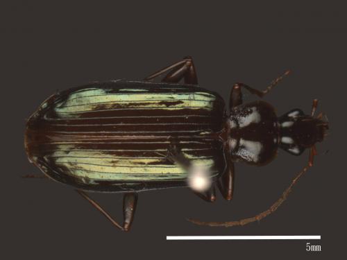 <已分類>Family：Carabidae[步行蟲科][00040108]