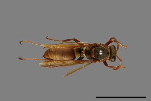 Polistes takasagonus[雙斑長腳蜂][00072808]