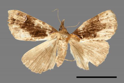 <已分類>Genus：Hypena[00009853]