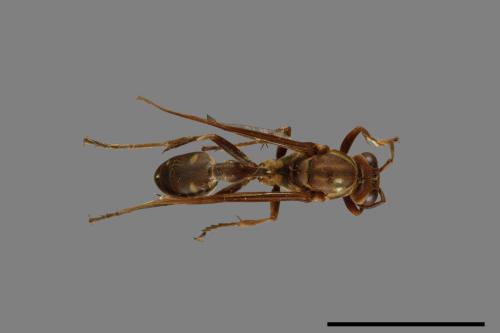 Parapolybia nodosa[叉胸異腹胡蜂][00078735]