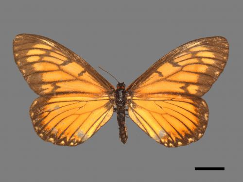 Acraea issoria formosana[細蝶][00015295]