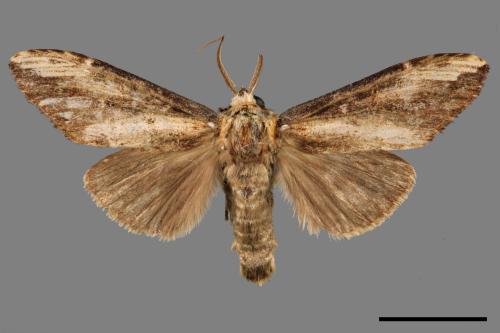 Hexafrenum maculifer maculifer[斑白頸異齒舟蛾][00047286]