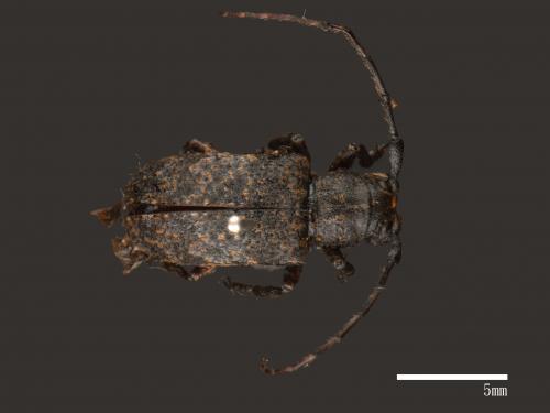 Agelasta hirticornis[毛角星斑天牛][00082450]