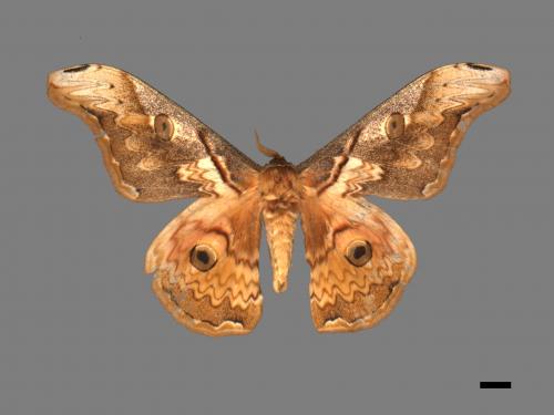Saturnia thibeta nbsp okurai[大綠目天蠶蛾][00016459]
