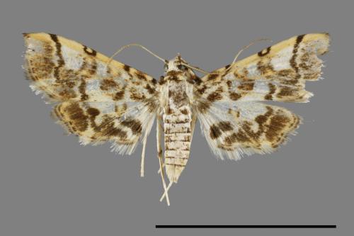 <已分類>Family：Crambidae[草螟科][00091898]