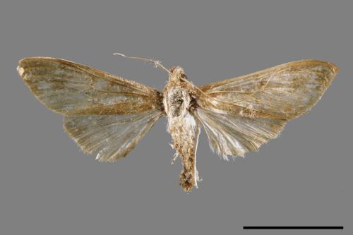 <已分類>Family：Crambidae[草螟科][00052490]