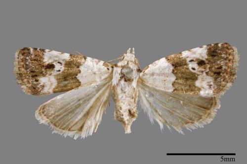 Maliattha signifera[00009308]