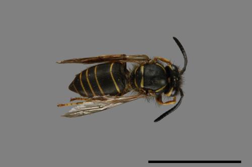 Vespula flaviceps[細黃胡蜂][00073361]