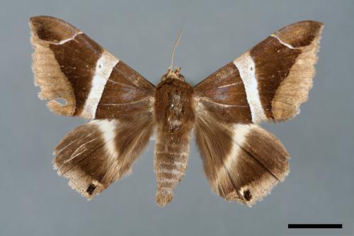 Dysgonia praetermissa[腎巾夜蛾][00005778]