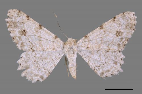 Lassaba parvalbidaria parvalbidaria[污雪雙斑尺蛾][00051667]