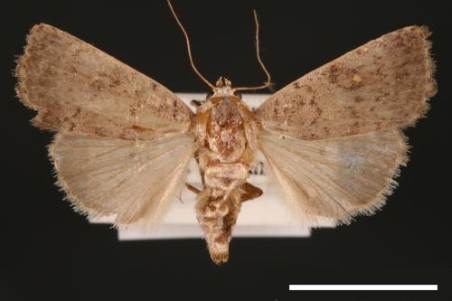 Athetis bremusa[00003276]