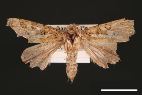 Euplexidia angusta[00051820]