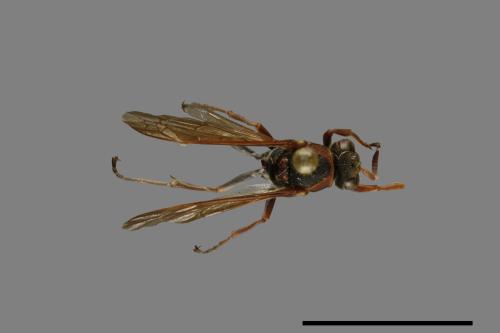 Polistes takasagonus[雙斑長腳蜂][00072644]