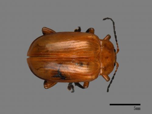 <已分類>Family：Chrysomelidae[金花蟲科][00082943]