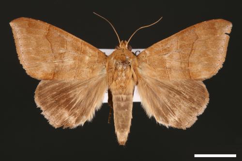 Dysgonia amygdalis[00030916]