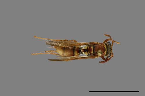 Polistes shirakii[shirakii][00072771]