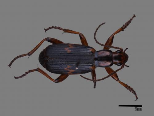 <已分類>Family：Carabidae[步行蟲科][00081271]
