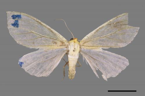 Doratoptera virescens[黃尺蛾][00052828]