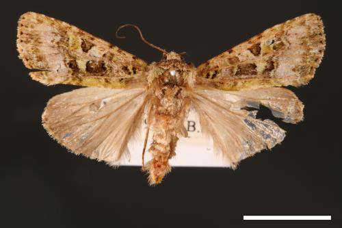 Euplexidia angusta[00001936]