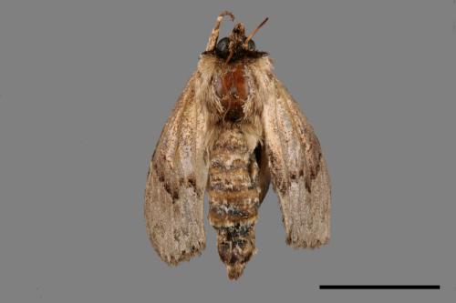 Semidonta basalis[槭半齒舟蛾][00035484]