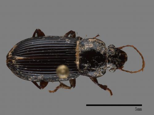 <已分類>Family：Carabidae[步行蟲科][00082930]