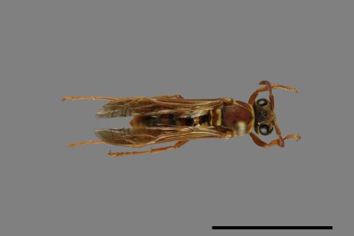 Polistes shirakii[shirakii][00072777]