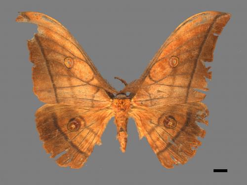 Antheraea yamamai superba[大透目天蠶蛾][00016038]