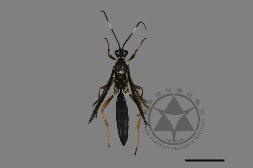 <已分類>Family：Ichneumonidae[姬蜂科][00181031]