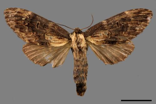 Semidonta kosemponica[00029944]