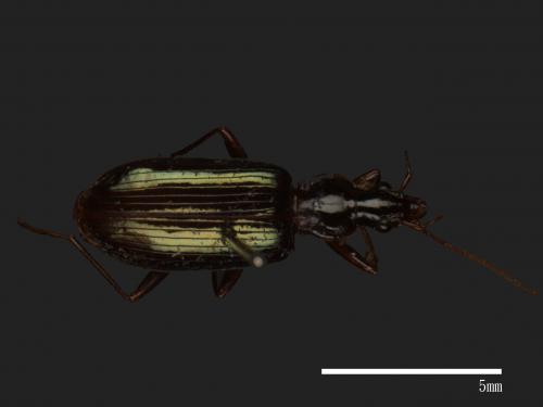 <已分類>Family：Carabidae[步行蟲科][00041303]