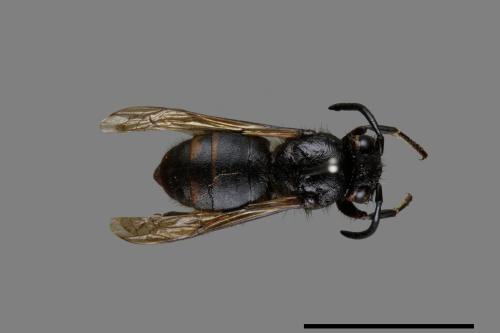 Vespula flaviceps[細黃胡蜂][00073145]
