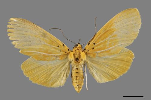 Asota egens indica[橙擬燈夜蛾][00047868]