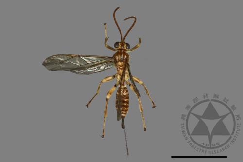 <已分類>Family：Ichneumonidae[姬蜂科][00171953]