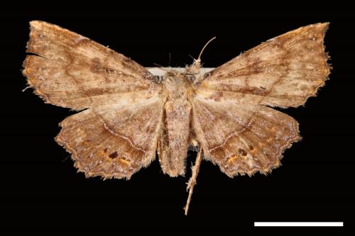 Eutrogia morosa[00007562]