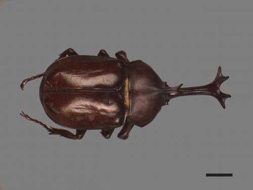 Allomyrina dichotomus[獨角仙][00084078]