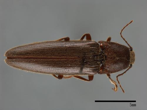 <已分類>Family：Elateridae[叩頭蟲科][00083821]