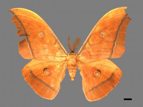 Antheraea yamamai superba[大透目天蠶蛾][00016130]