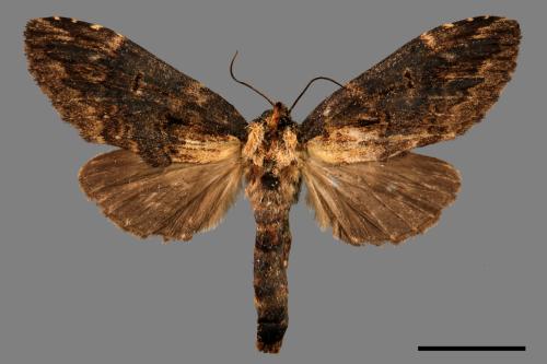 Lepidoptera unknown(lepidoptera[鱗翅目][00033539]